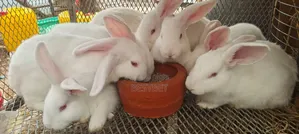 Quality Rabbits for Breeding and Meat