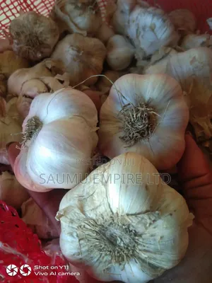 Garlic Seeds