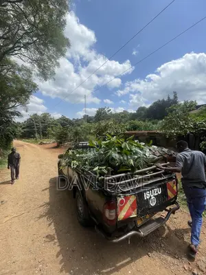 Pickup Transport Ruaka