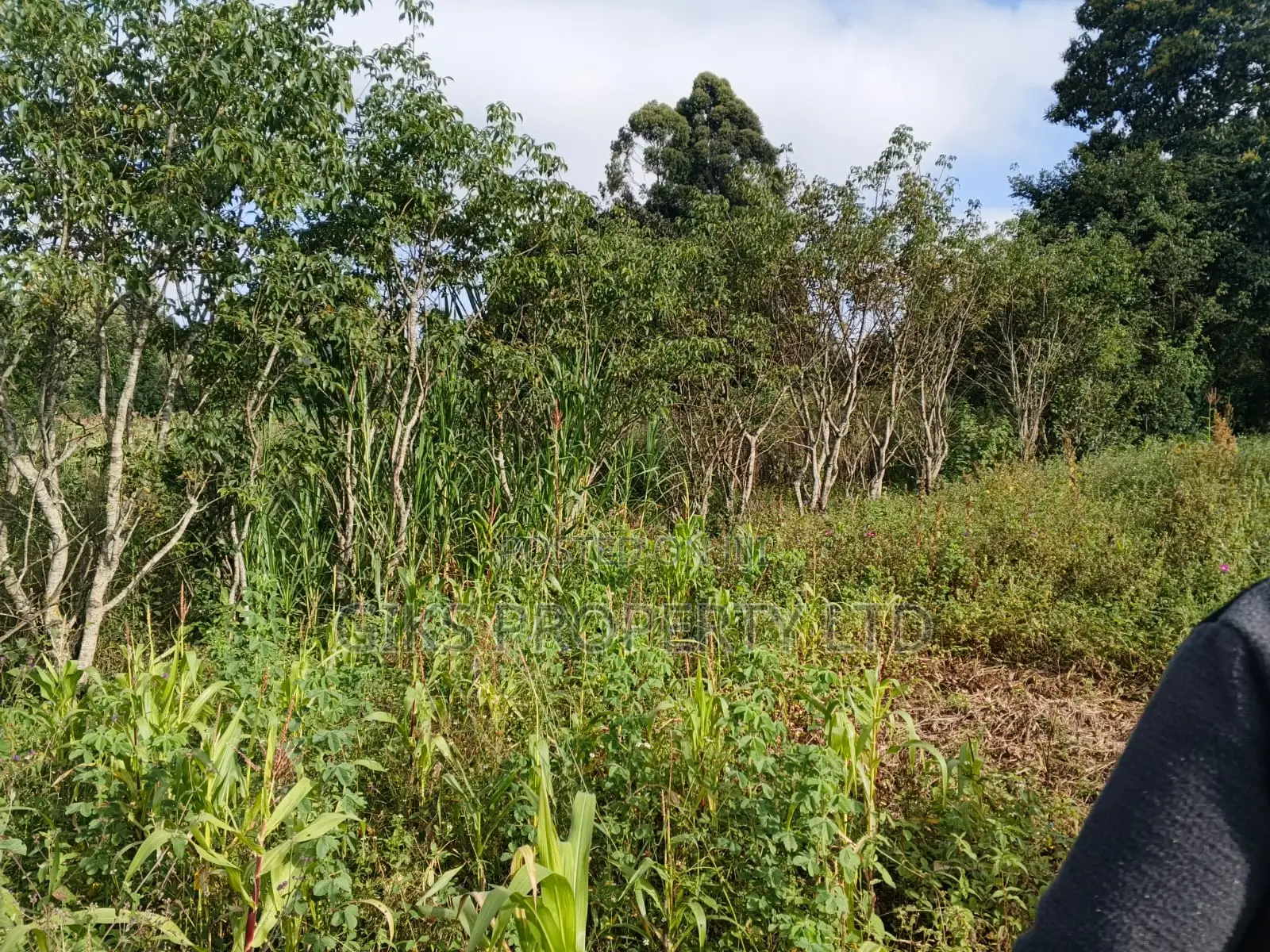 Plot For Sale