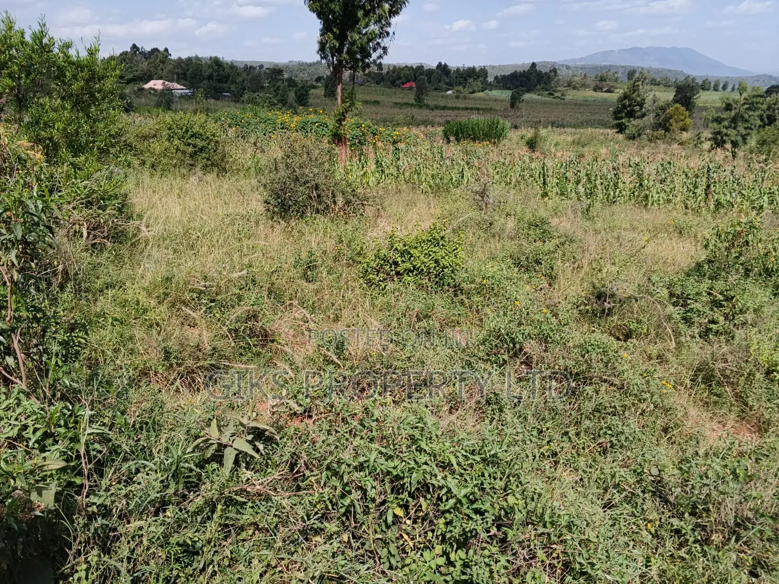 Plot for Sale