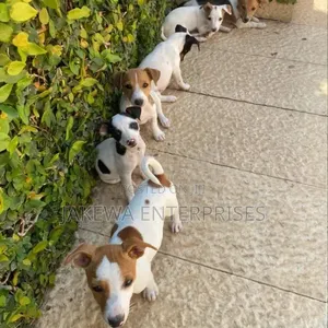 1-3 months Male Purebred Jack Russell Terrier