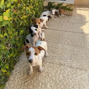 1-3 months Male Purebred Jack Russell Terrier