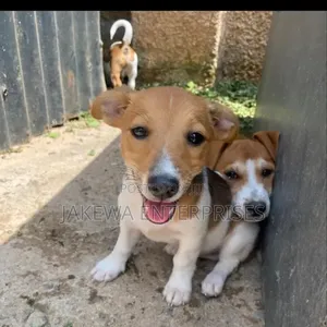 1-3 months Female Purebred Jack Russell Terrier