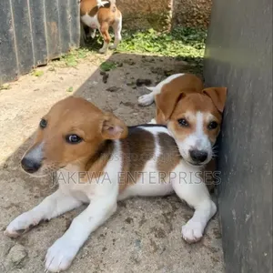 1-3 months Male Purebred Jack Russell Terrier
