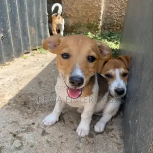 1-3 months Male Purebred Jack Russell Terrier