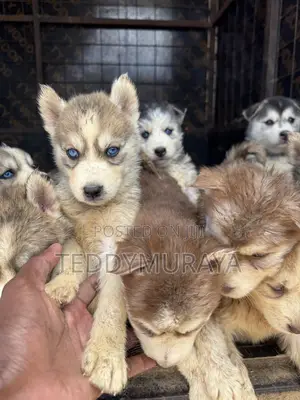 1-3 months Female Purebred Siberian Husky