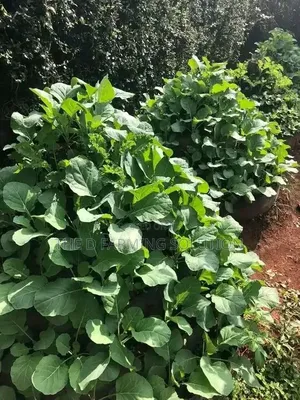 Multistorey Garden