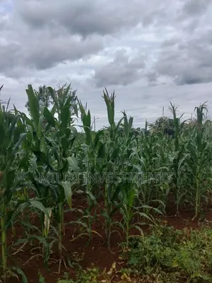 13 Acres on Sale at Kirinyaga.