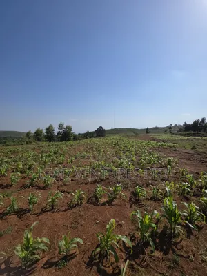 50×100 Plots at Kikuyu, Thigio