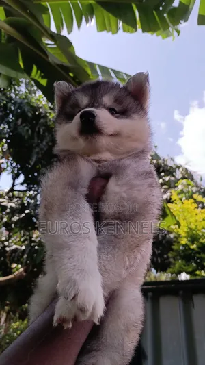 1-3 months Female Purebred Siberian Husky