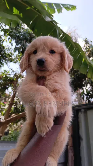 1-3 months Female Purebred Golden Retriever