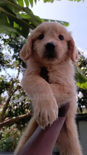 1-3 months Female Purebred Golden Retriever