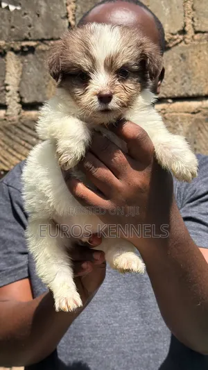 1-3 months Male Purebred Havanese