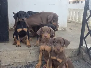 1-3 months Male Purebred Doberman Pinscher