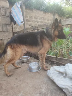 1+ year Male Purebred German Shepherd