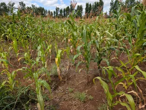 An Acre on Sale Kagio