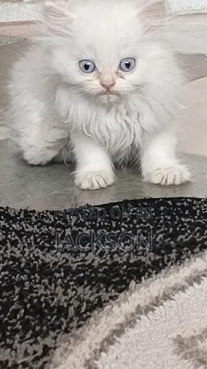 1-3 months Male Purebred Persian