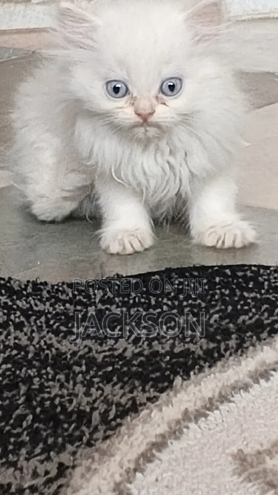 1-3 months Male Purebred Persian