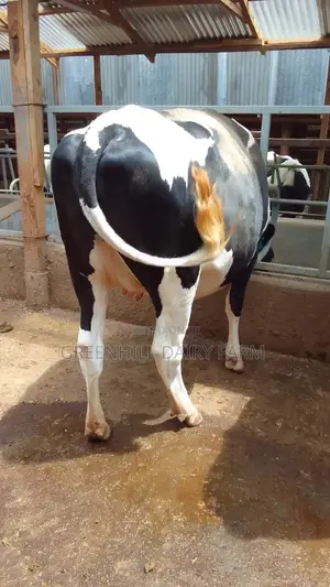 Friesian Cows for Sale in Kenya