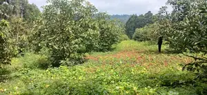 Prime 2-Acre Farm for Sale – Gikumbo, Karatina