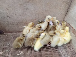 Day Old to a Week Old Khaki Campbell Ducklings