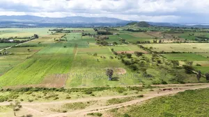 Naivasha South Lake Road at Kongoni