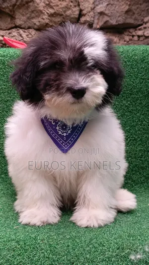 1-3 months Male Purebred Havanese