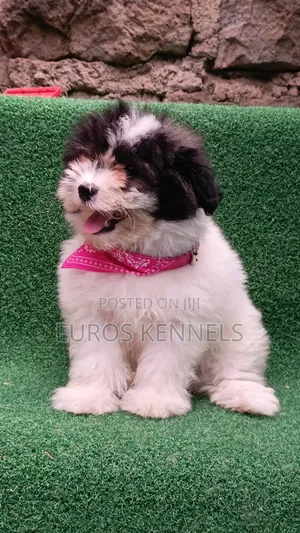 1-3 months Male Purebred Havanese