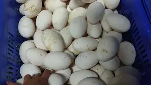 Fertilized Goose Eggs for Sale