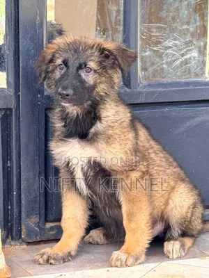 1-3 months Female Purebred German Shepherd