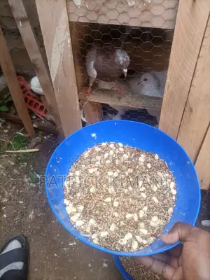 Pigeon Bird Feed Mix