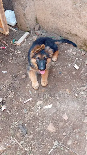 3-6 months Male Purebred German Shepherd