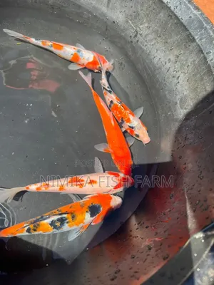 Koi and Goldfish at Farm Price.