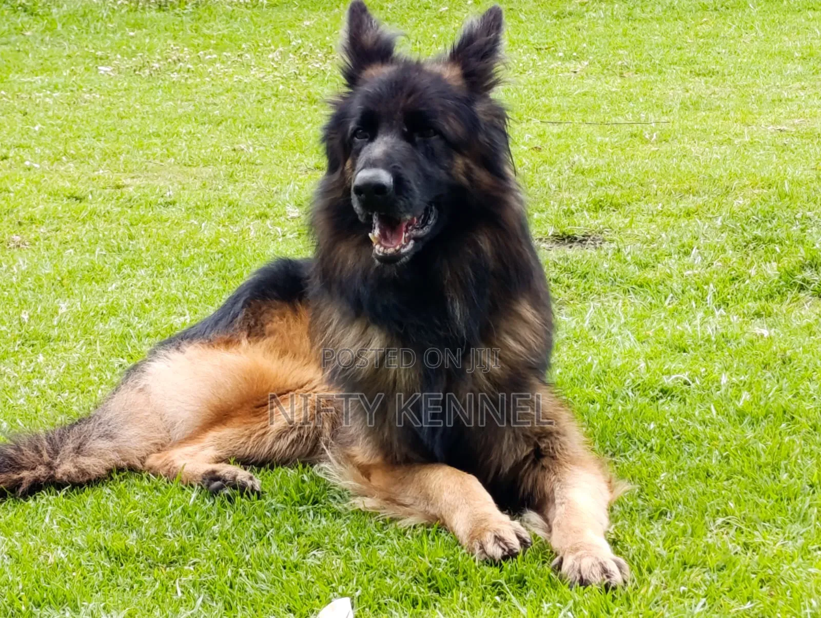 Aggression Training Service