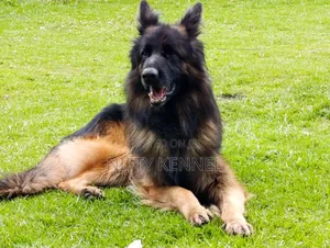 Aggression Training Service