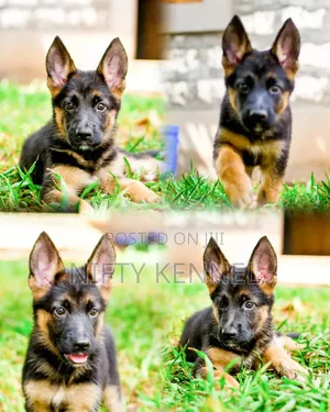 Aggression Training Service