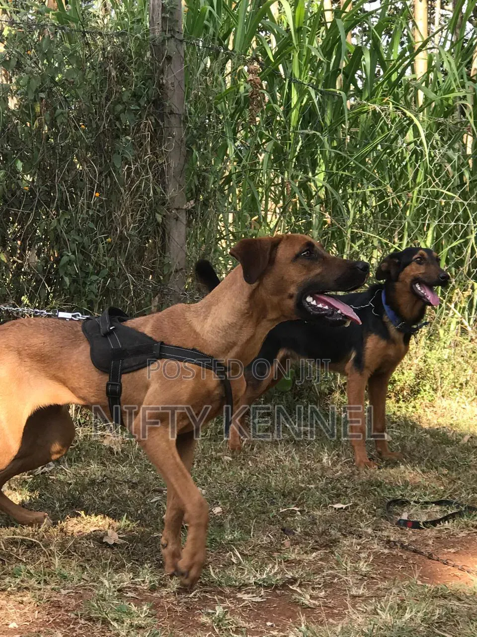 Aggression Training Service