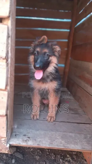 1-3 months Female Purebred German Shepherd