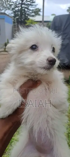 1-3 months Male Purebred Japanese Spitz