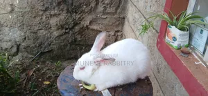 New Zealand White 3 Months Old