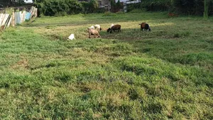 Prime 100 by 100 Plot in Ruiru BTL