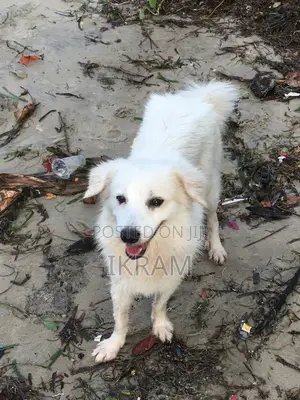 6-12 months Male Purebred Japanese Spitz