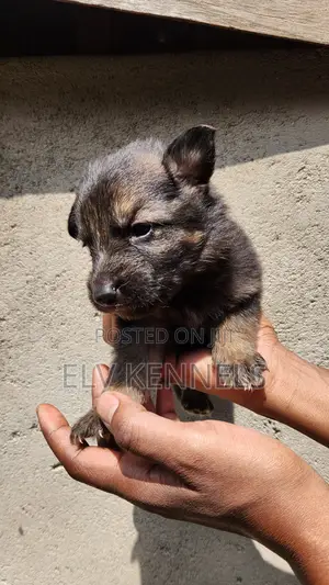 0-1 month Male Purebred German Shepherd