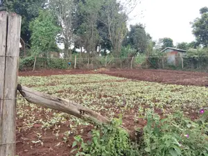 Plot for Sale