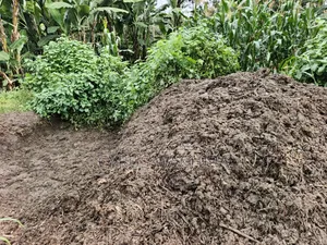 Cow Manure