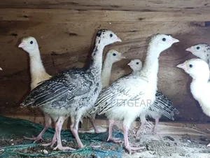Turkey Poults, Approximately 3 to 4 Weeks Old,