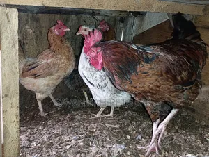 Mix of Kienyeji or Local Chicken Breeds - Hens Cocks for Meat