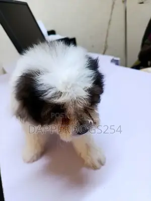 1-3 months Female Purebred Havanese