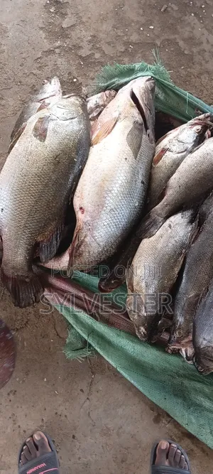 K.W.S Fish Supplies